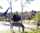 到津の森公園